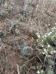 Echinocereus engelmannii fasciculatus