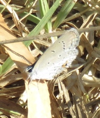 Cupido amyntula