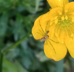 Diaea