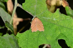 Macrochthonia fervens