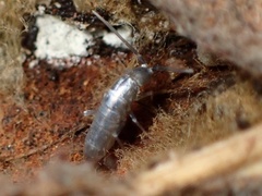 Tomocerinae