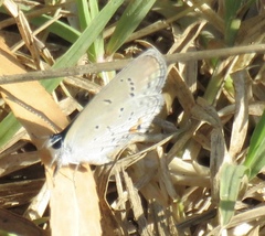 Cupido amyntula