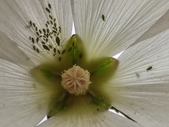 Aphis gossypii