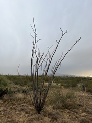 Fouquieria splendens splendens