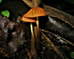 Marasmius berteroi