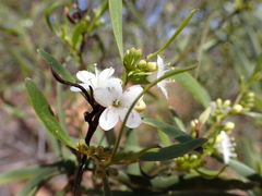 Myoporum platycarpum