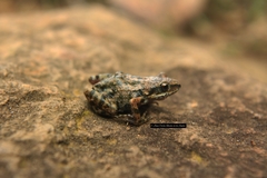 Eleutherodactylus nitidus