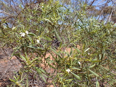 Myoporum platycarpum