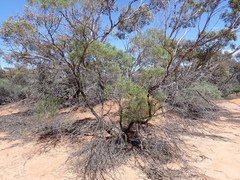 Myoporum platycarpum