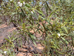 Myoporum platycarpum
