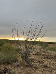 Fouquieria splendens splendens