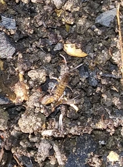 Orchesella villosa