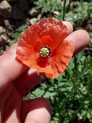 Papaver