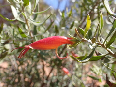 Eremophila glabra
