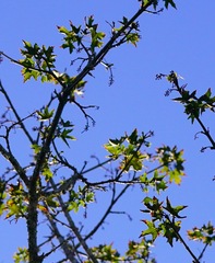 Acer macrophyllum