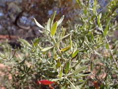 Eremophila glabra