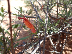 Eremophila glabra