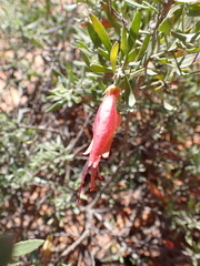 Eremophila glabra