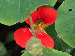 Tropaeolum majus