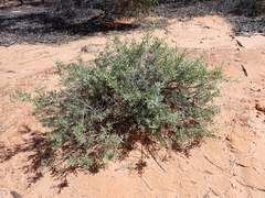 Eremophila glabra