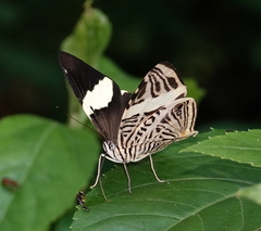 Colobura dirce dirce