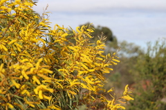 Acacia tropica