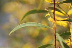 Acacia tropica