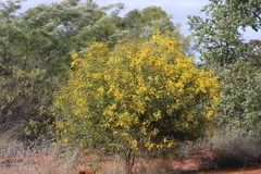 Acacia tropica