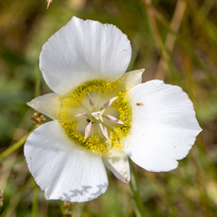 Calochortus gunnisonii