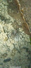 Pterois volitans