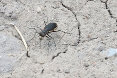 Cicindela schauppii
