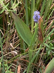 Pontederia