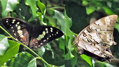 Polyura gamma