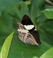 Colobura dirce dirce