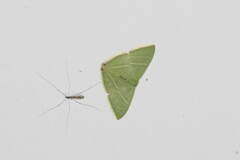 Urolitha bipunctifera