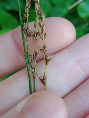 Carex virgata