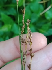Carex virgata