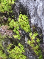 Tortella tortuosa