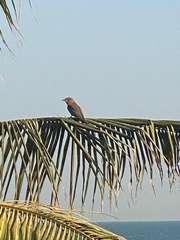 Coracias benghalensis