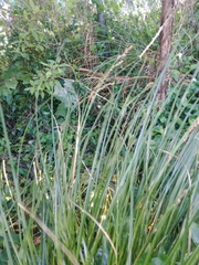 Carex virgata