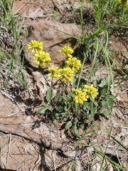 Eriogonum