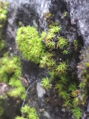 Tortella tortuosa