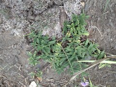 Heliotropium amplexicaule