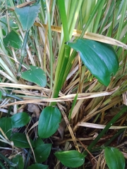 Carex virgata