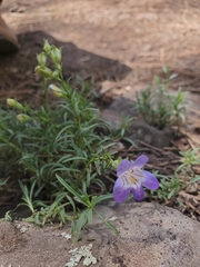 Penstemon linarioides