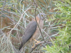 Accipiter