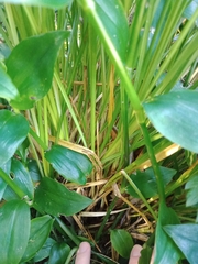 Carex virgata