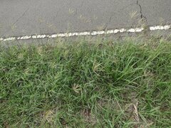 Bothriochloa pertusa