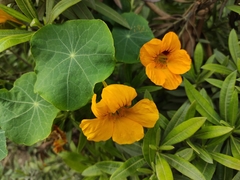 Tropaeolum majus