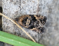 Asthenoptycha